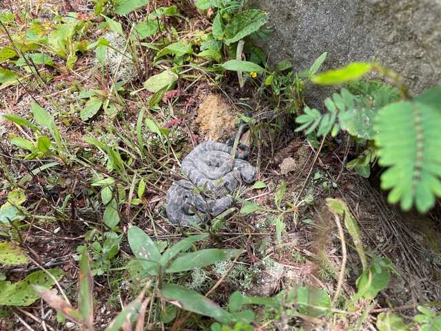 Timber+Rattlesnake (<I>Crotalus horridus</I>), Gorges State Park, North Carolina, United States