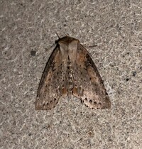 Pseudothyatira cymatophoroides