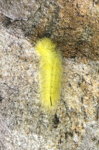 Acronicta americana