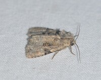 Oligia modica