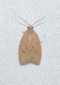 Sparganothoides lentiginosana