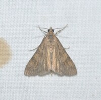 Nomophila nearctica