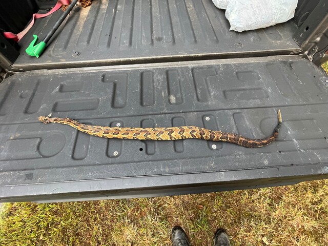 Timber+Rattlesnake (<I>Crotalus horridus</I>), Gorges State Park, North Carolina, United States