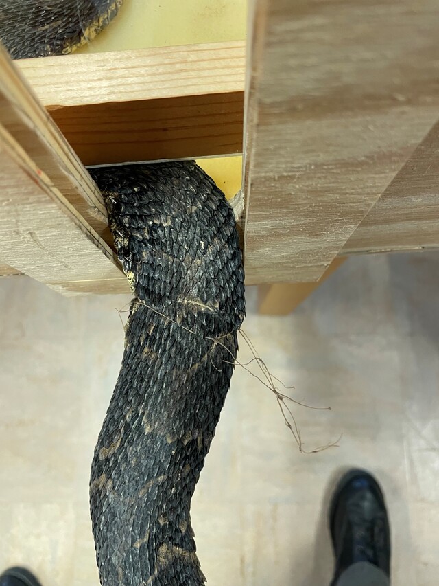 Timber+Rattlesnake (<I>Crotalus horridus</I>), Gorges State Park, North Carolina, United States