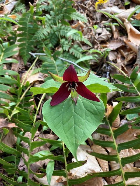 Ill-scent+Trillium (<I>Trillium erectum</I>), Grandfather Mountain State Park, North Carolina, United States