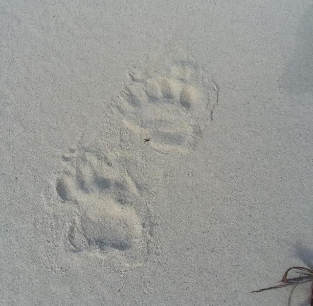 Black+Bear (<I>Ursus americanus</I>), Hammocks Beach State Park, North Carolina, United States