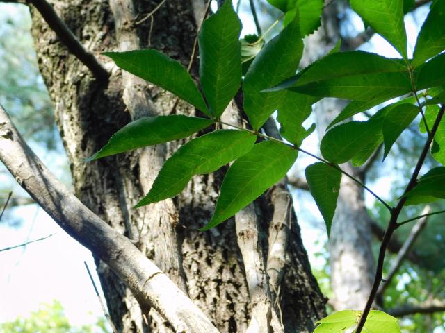Mockernut+Hickory%2C+White+Hickory (<I>Carya tomentosa</I>), Hammocks Beach State Park, North Carolina, United States