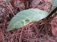 Phyllocnistis unidentified species