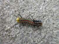 Anisota virginiensis