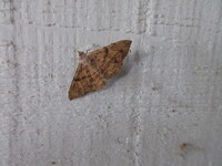 Anticarsia gemmatalis