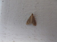 Herpetogramma phaeopteralis
