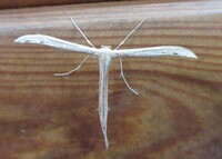 Hellinsia balanotes