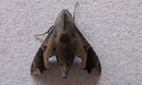 Enyo lugubris