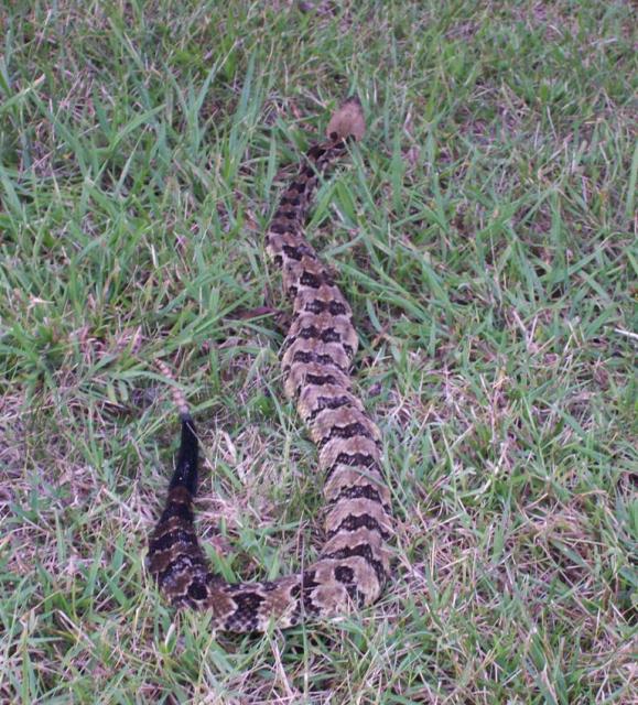 Timber+Rattlesnake (<I>Crotalus horridus</I>), Hanging Rock State Park, North Carolina, United States