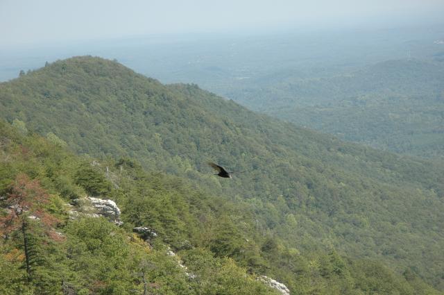 Turkey+Vulture (<I>Cathartes aura</I>), Hanging Rock State Park, North Carolina, United States