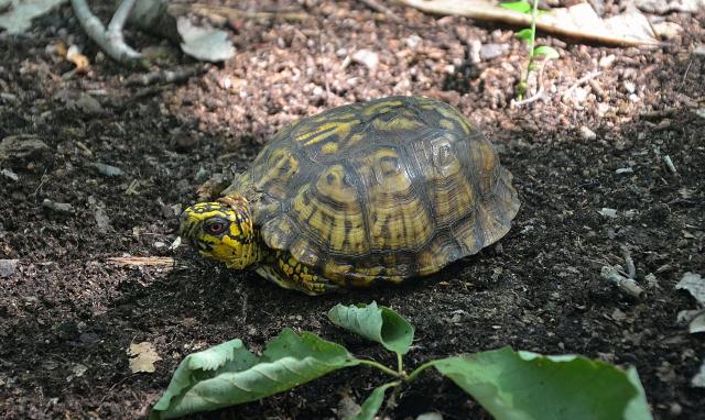 Eastern+Box+Turtle (<I>Terrapene carolina</I>), Hanging Rock State Park, North Carolina, United States