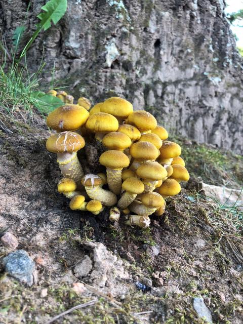 Ringless+Honey+Mushroom (<I>Armillaria tabescens</I>), Hanging Rock State Park, North Carolina, United States
