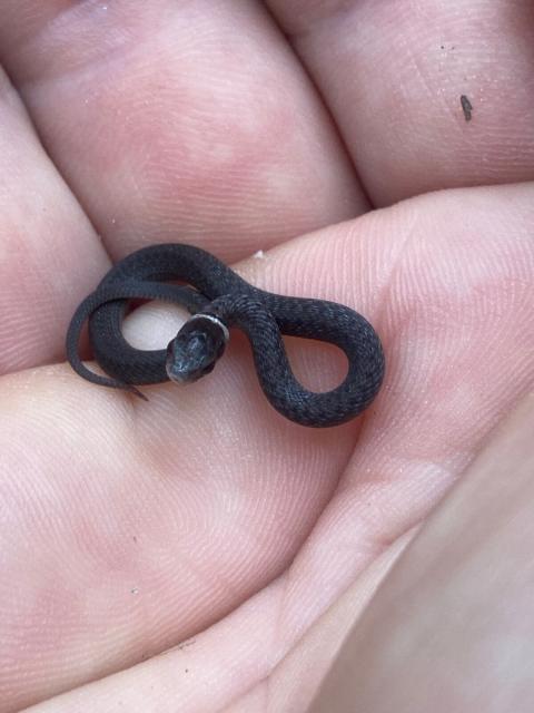Brown+Snake (<I>Storeria dekayi</I>), Hanging Rock State Park, North Carolina, United States