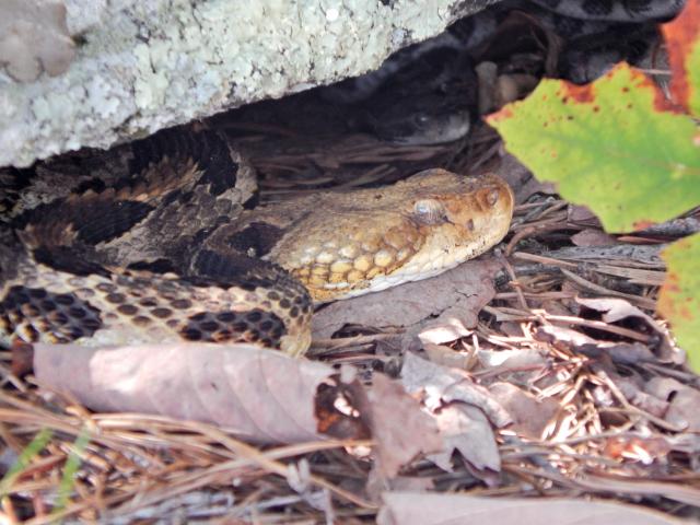 Timber+Rattlesnake (<I>Crotalus horridus</I>), Hanging Rock State Park, North Carolina, United States