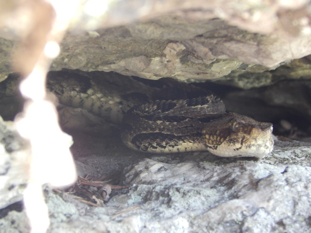Timber+Rattlesnake (<I>Crotalus horridus</I>), Hanging Rock State Park, North Carolina, United States