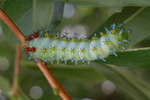 Hyalophora cecropia