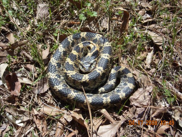 Eastern+Hog-nosed+Snake (<I>Heterodon platirhinos</I>), Jordan Lake State Recreation Area, North Carolina, United States