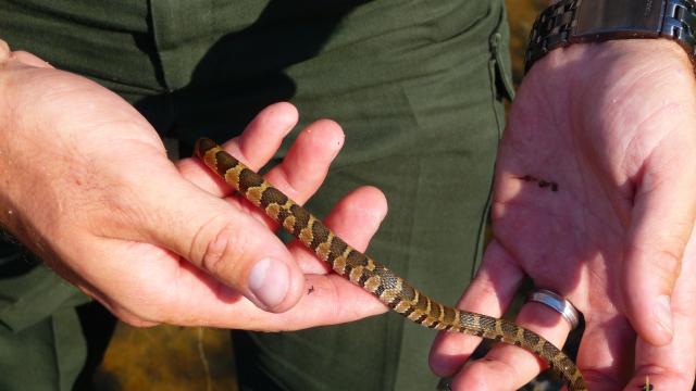 Northern+Water+Snake (<I>Nerodia sipedon</I>), Jordan Lake State Recreation Area, North Carolina, United States