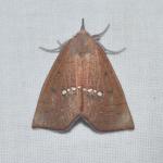 Hypsoropha monilis