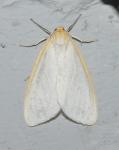 Cycnia tenera