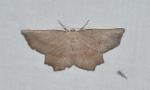 Euchlaena obtusaria