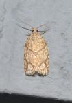 Argyrotaenia quercifoliana