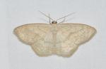 Scopula limboundata