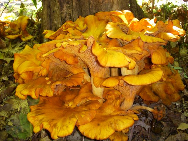 Jack-O-Lantern+Mushroom (<I>Omphalotus olearius</I>), Kerr Lake State Recreation Area, North Carolina, United States
