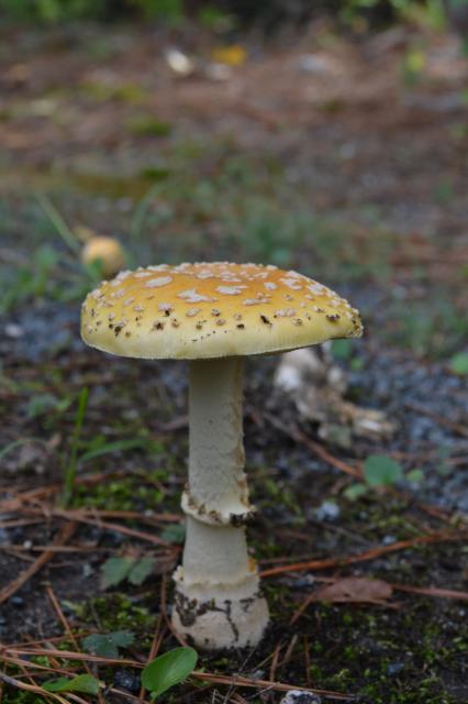 Yellow-Orange+Fly+Agaric (<I>Amanita muscaria var. formosa</I>), Kerr Lake State Recreation Area, North Carolina, United States