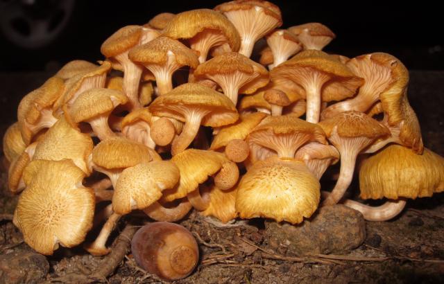 Jack-O-Lantern+Mushroom (<I>Omphalotus olearius</I>), Kerr Lake State Recreation Area, North Carolina, United States