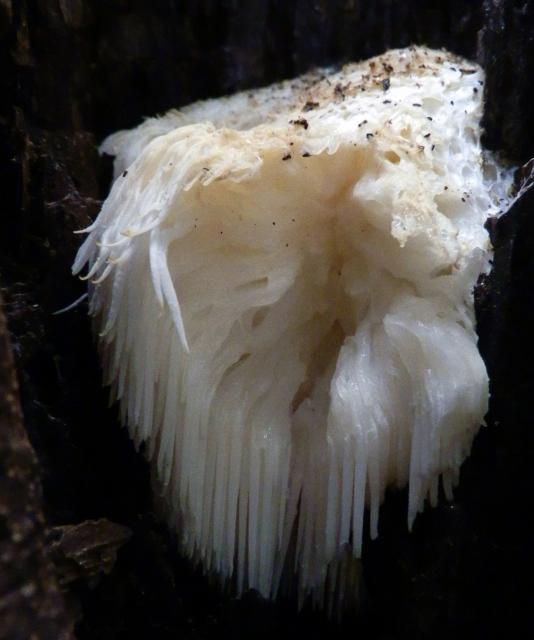 Hedgehog+Fungus%2C+Lion%27s+Mane (<I>Hericium erinaceus</I>), Kerr Lake State Recreation Area, North Carolina, United States