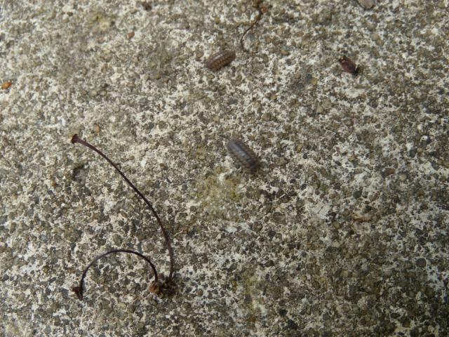 a+pillbug (<I>Armadillidium vulgare</I>), Kerr Lake State Recreation Area, North Carolina, United States