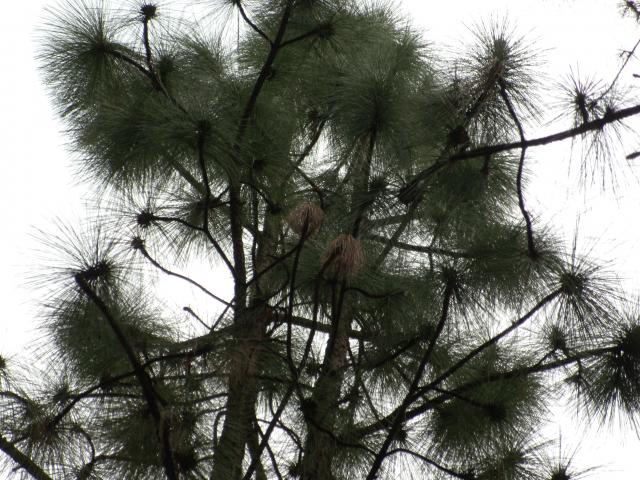 Long-leaf+Pine (<I>Pinus palustris</I>), Kerr Lake State Recreation Area, North Carolina, United States