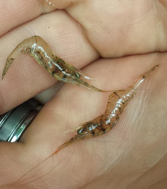 Grass+Shrimp (<I>Palaemonetes pugio</I>), Kerr Lake State Recreation Area, North Carolina, United States