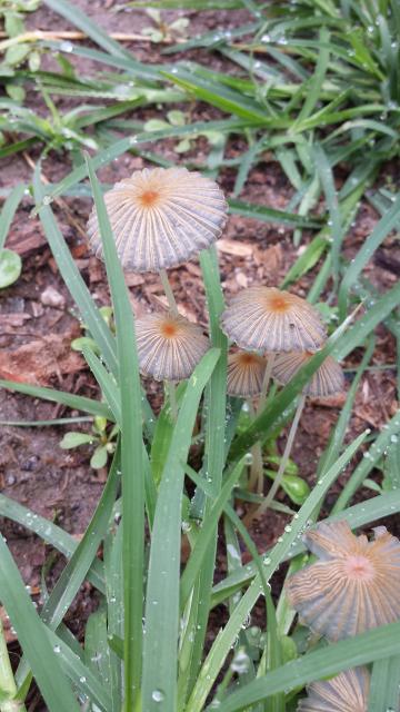 Fairy+Parasol%2C+Japanese+Umbrella (<I>Coprinus plicatilis</I>), Kerr Lake State Recreation Area, North Carolina, United States