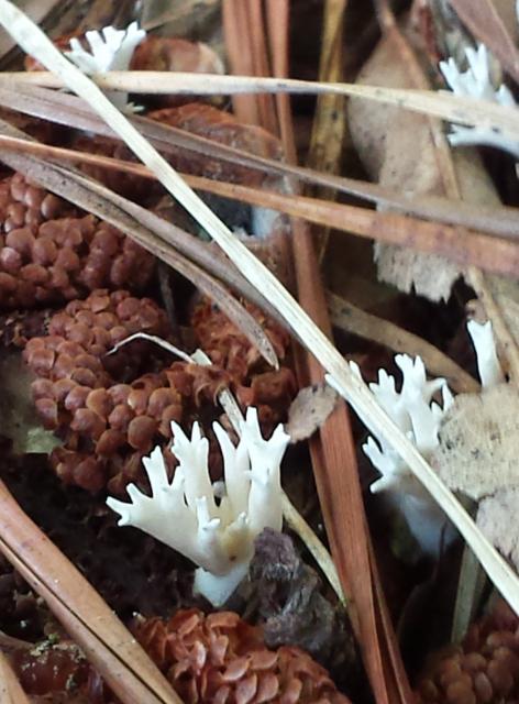 White+Worm+Coral (<I>Clavaria fragilis</I>), Kerr Lake State Recreation Area, North Carolina, United States