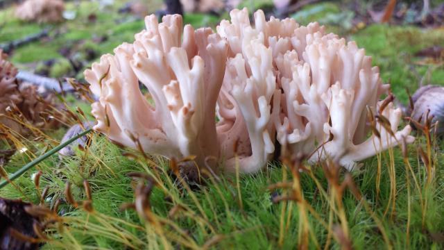 Crown-tipped+Coral+Fungus (<I>Artomyces pyxidatus</I>), Kerr Lake State Recreation Area, North Carolina, United States