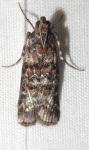 Dioryctria taedivorella