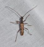 Leptorhabdium pictum