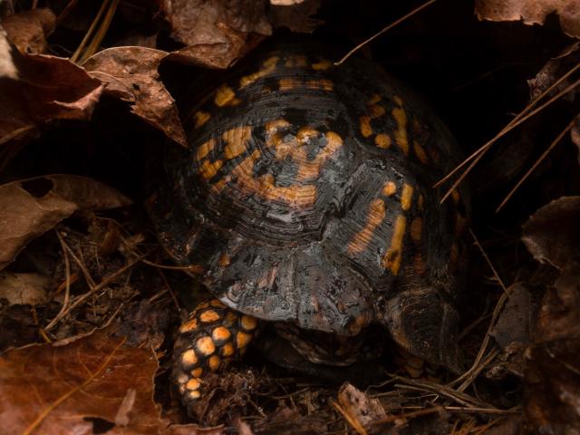 Eastern+Box+Turtle (<I>Terrapene carolina</I>), Lake James State Park, North Carolina, United States