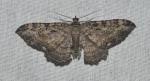 Rheumaptera meadii