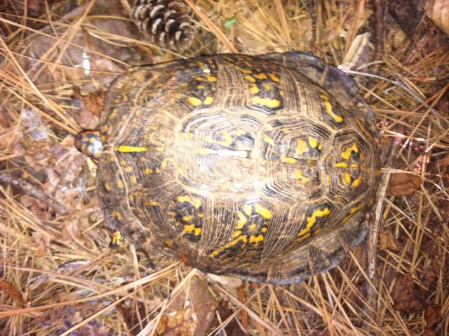 Eastern+Box+Turtle (<I>Terrapene carolina</I>), Lake Norman State Park, North Carolina, United States