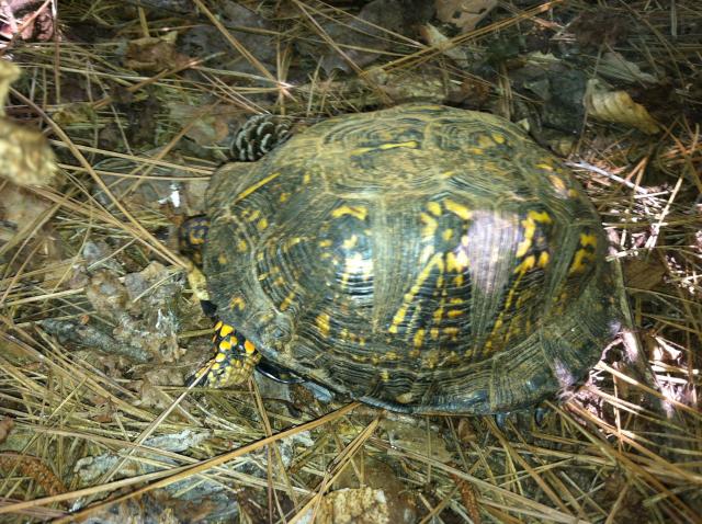 Eastern+Box+Turtle (<I>Terrapene carolina</I>), Lake Norman State Park, North Carolina, United States