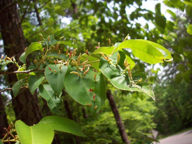Black+Cherry+Finger+Gall+Mite (<I>Eriophyes cerasicrumena</I>), Lake Norman State Park, North Carolina, United States