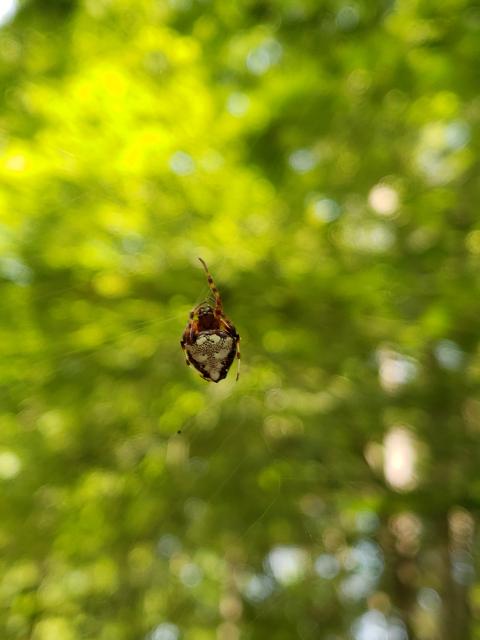 Arrow-head+spider (<I>Verrucosa arenata</I>), Lake Norman State Park, North Carolina, United States